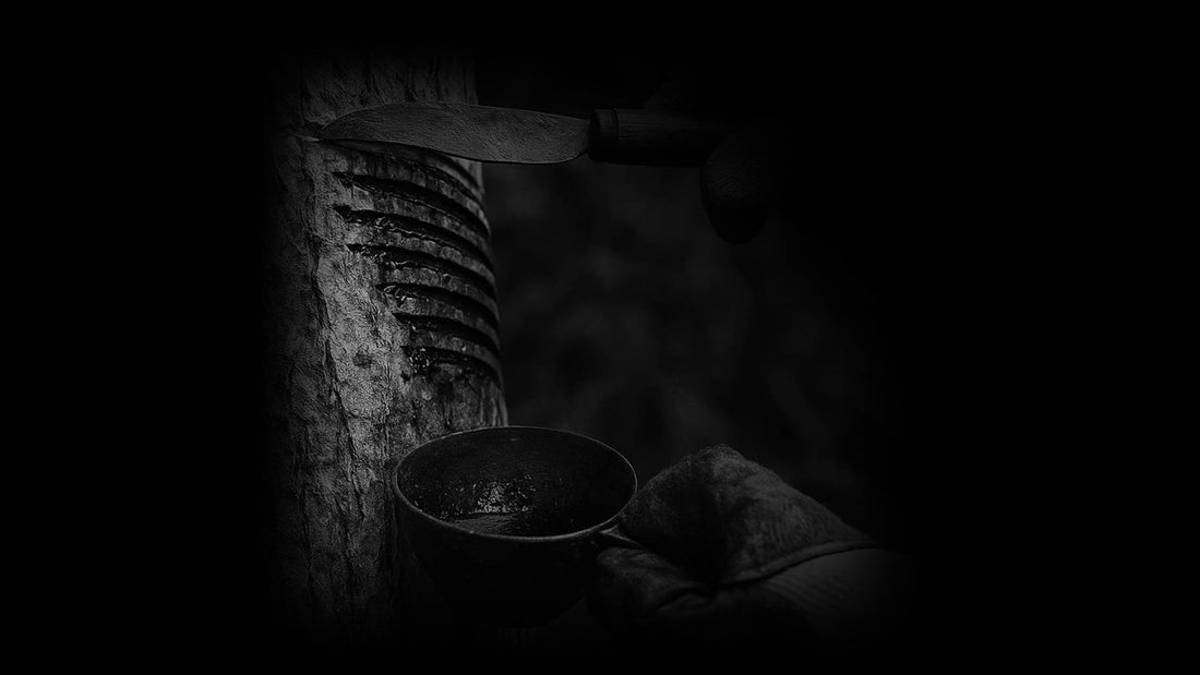 Urushi sap being tapped from horizontal cuts in the bark of a lacquer tree, with a collecting cup
